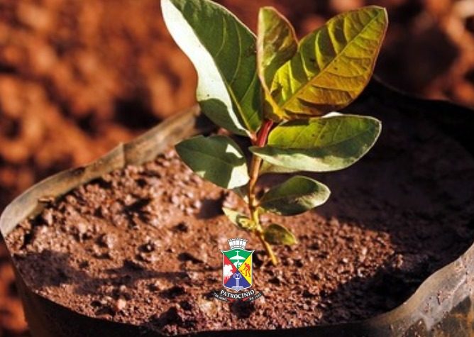 Governo Municipal promove distribuição de mudas durante a Semana do Meio Ambiente